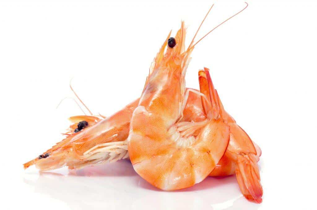 Is shrimp clearance ok for dogs