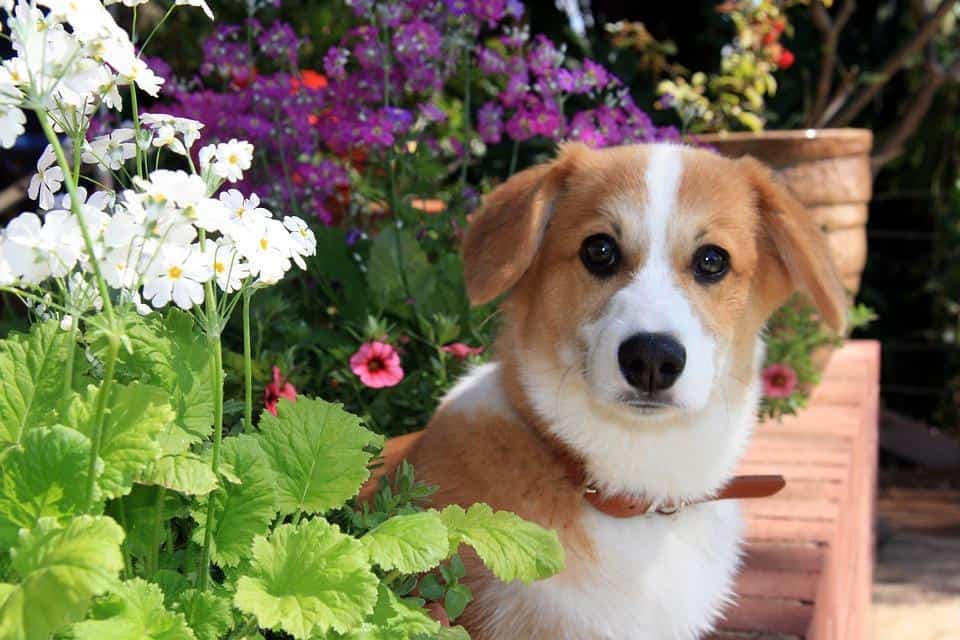 dog in garden