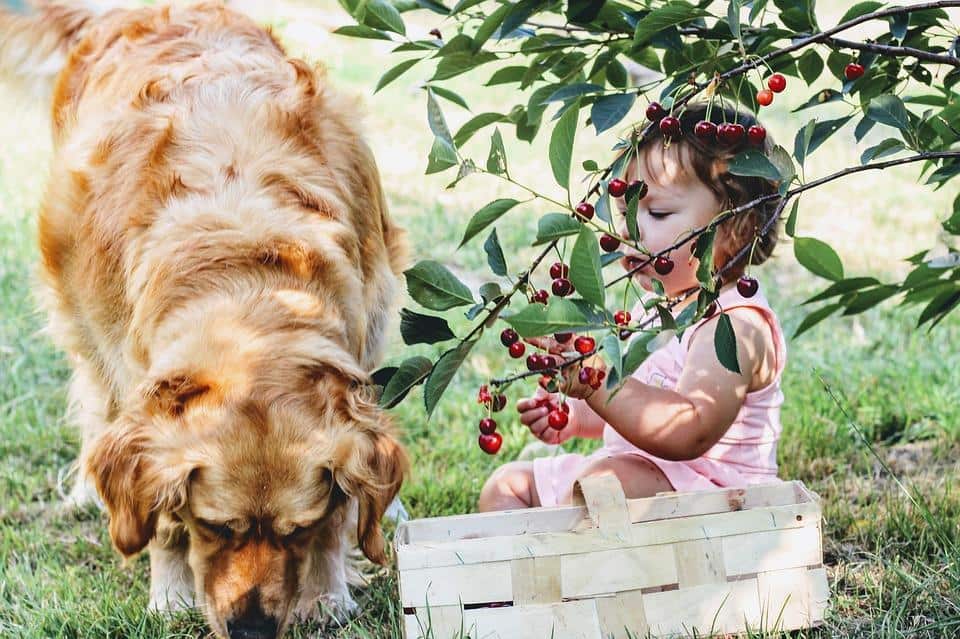 dog and girl under cherry tree
