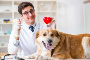 doctor-examining-golden-retriever-dog-in-vet-clinic