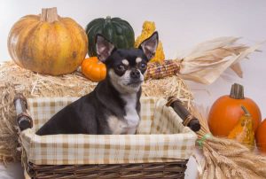 dog with pumpkins on a basket