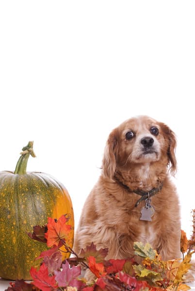 dog-and-pumpkin-diet2