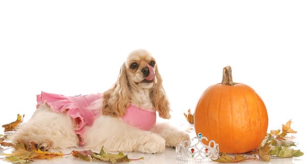 dog-and-pumpkin-diet