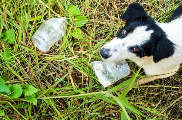 dog-eating-food-in-plastic-bag