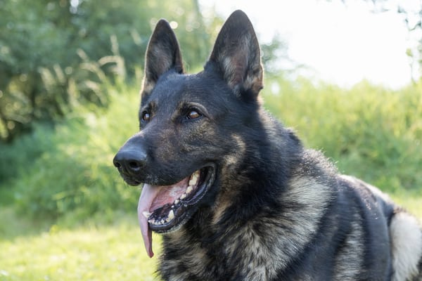 german-shepherd-dog-with-sticking-out-tongue