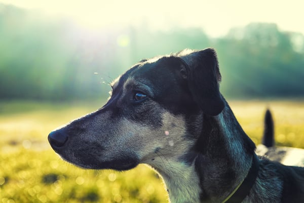 green-dog-food