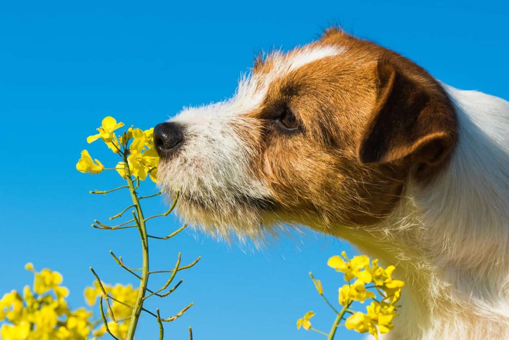 jack-russell-dog-sniffing-yellow-wraps-flowers