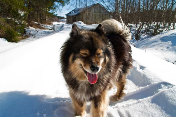 lapplands-dog-with-tongue-out