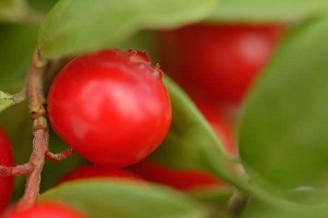 preiselbeere-cranberry