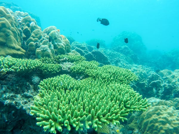 sea_corals