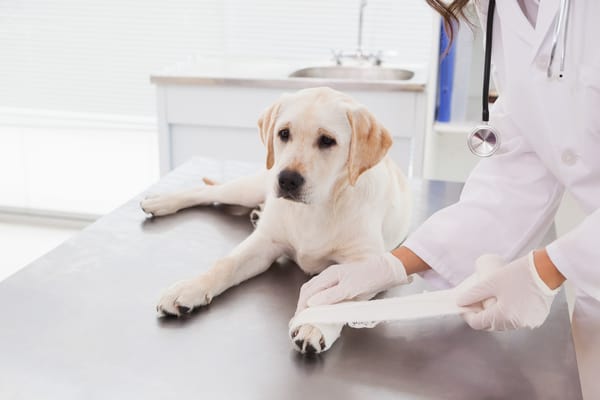 vet-doing-a-bandage-at-dog