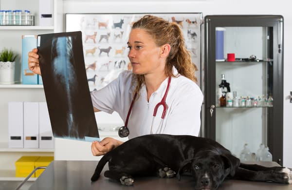 vet-with-his-dog-american-staffordshire