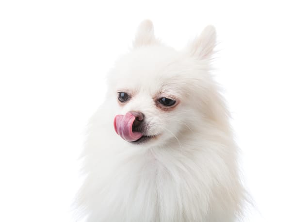 white-pomeranian-dog-with-tongue