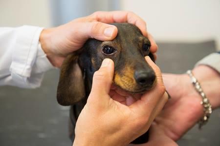 vet checking dog eyes